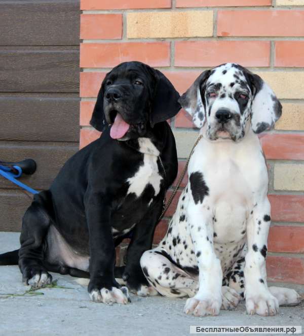 Немецкий Дог Фото Цена